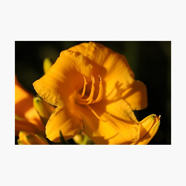 Item preview, Deep Yellow designed and sold by Jacinthe Brault.