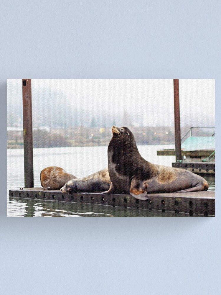 "Sea Lions . Astoria, Oregon" Canvas Print for Sale by SaraMontour