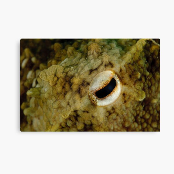 Octopus Eye Canvas Print