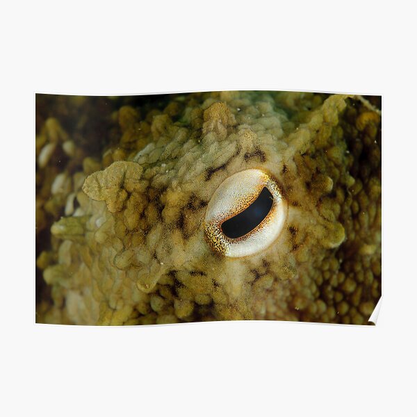 Octopus Eye Poster