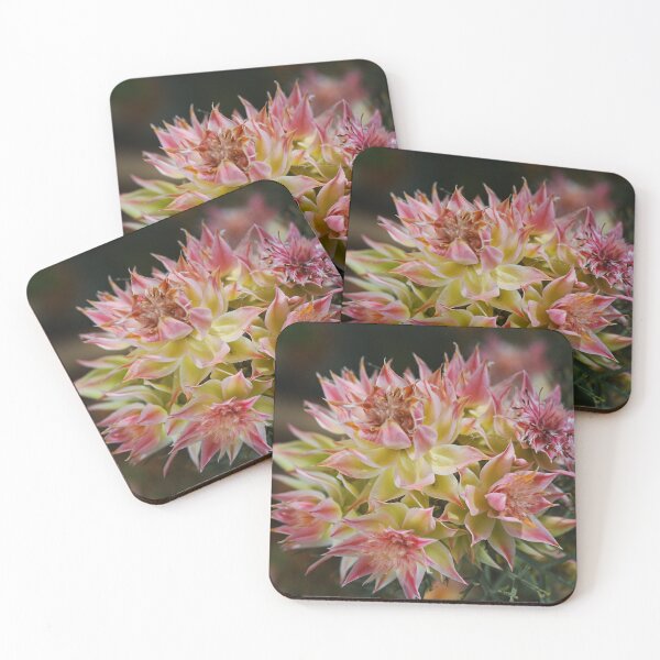 Artikelvorschau, Kleine Proteas entworfen und verkauft von Joy Watson - Natural Light Photography .