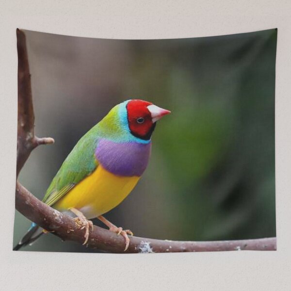 Item preview, Gouldian finch (Erythrura gouldiae) designed and sold by Clive.