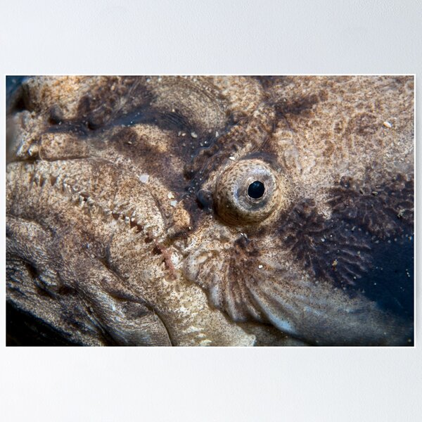 Item preview, Visage. designed and sold by James Peake Nature Photography..