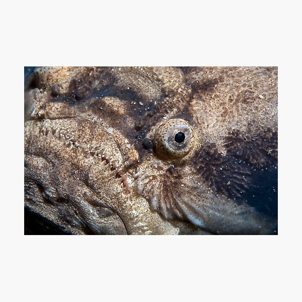 Item preview, Visage. designed and sold by James Peake Nature Photography..