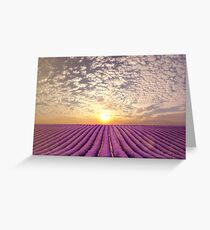 Sunset over a summer lavender field in Provence, France Greeting Card