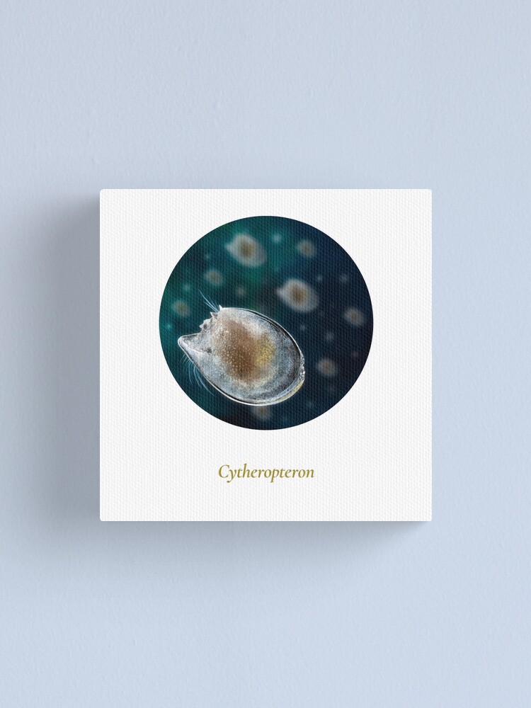 Alternate view of The Circles of Life: Cytheropteron Canvas Print