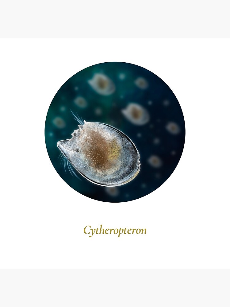 The Circles of Life: Cytheropteron by franzanth