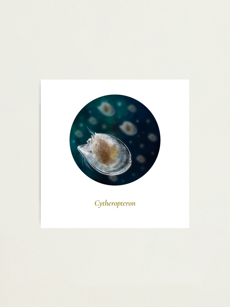 Alternate view of The Circles of Life: Cytheropteron Photographic Print