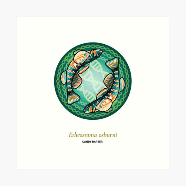 The Circles of Life: Candy Darter Art Print