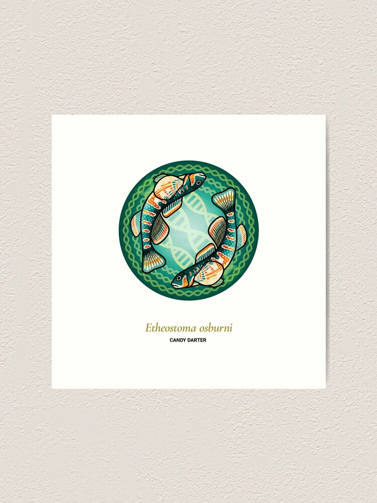 Alternate view of The Circles of Life: Candy Darter Art Print