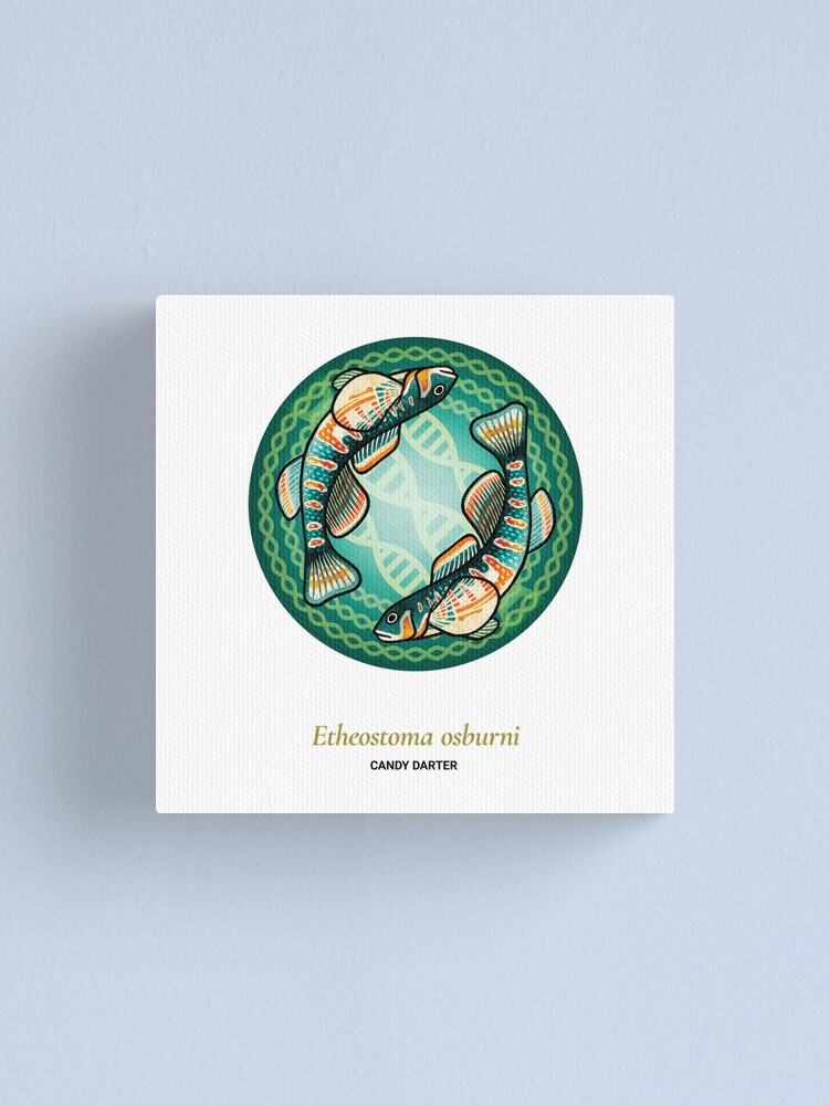 Alternate view of The Circles of Life: Candy Darter Canvas Print
