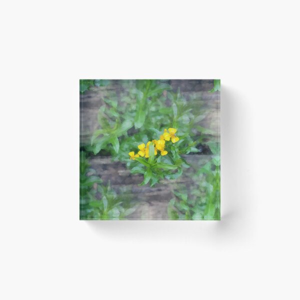 Mexican Tarragon Acrylic Block