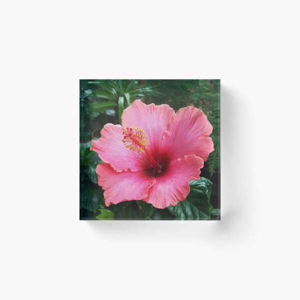 Artikelvorschau, Tropischer roter Hibiskus entworfen und verkauft von Sharon Schwalbe.