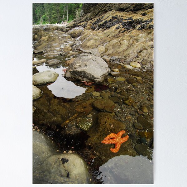 Item preview, Starfish designed and sold by Octoman.