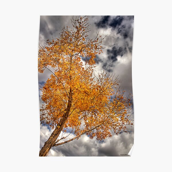 Autumn Splendor Poster