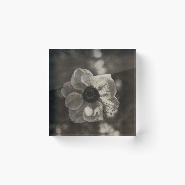 Item preview, Anemone coronary - Sepia designed and sold by joneagoitz.