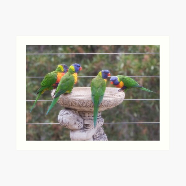 Four Lorikeets Art Print