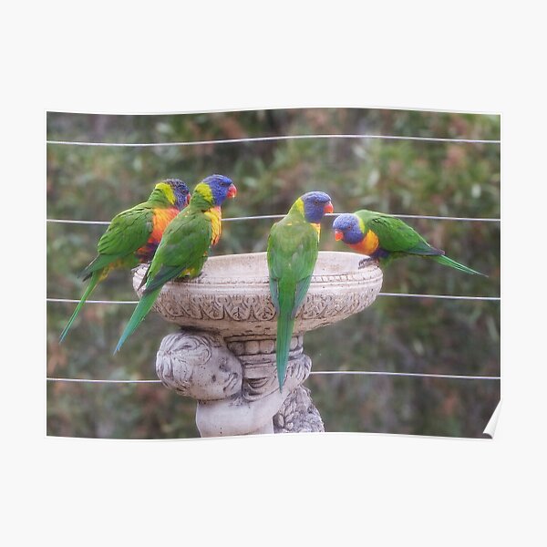 Four Lorikeets Poster