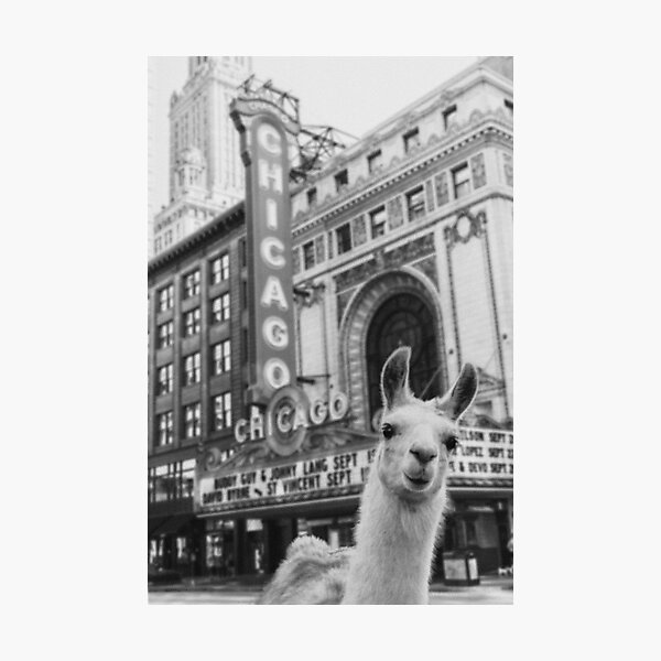 Aperçu de l'œuvre Llama de Chicago créée et vendue par Yolande Sukal.