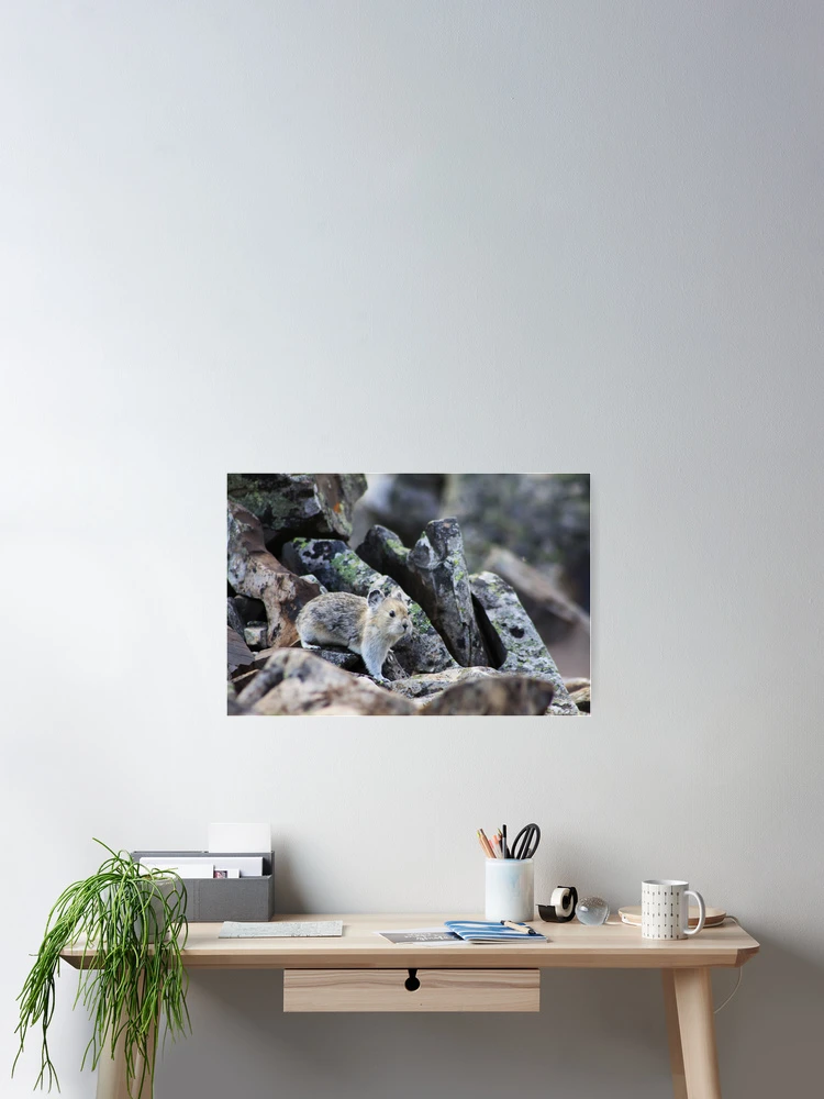 Thumbnail 2 of 3, Poster, Rock Rabbit designed and sold by Alyce Taylor.