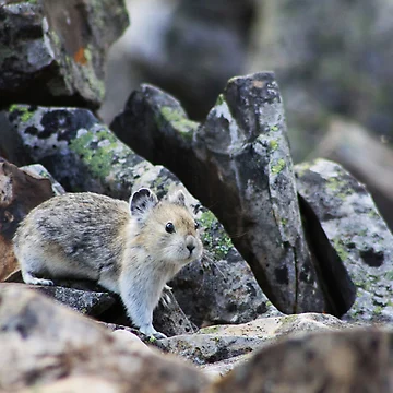 Artwork thumbnail, Rock Rabbit by Alyce Taylor