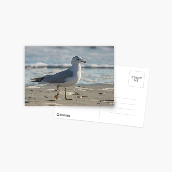 Item preview, California gull sea designed and sold by KensLensDesigns.