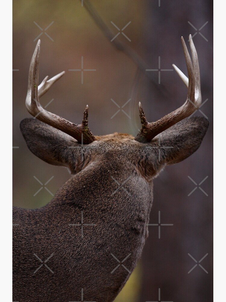 Digital Art Of Large Whitetail Buck Running Through A Stream With Sunset In  Background