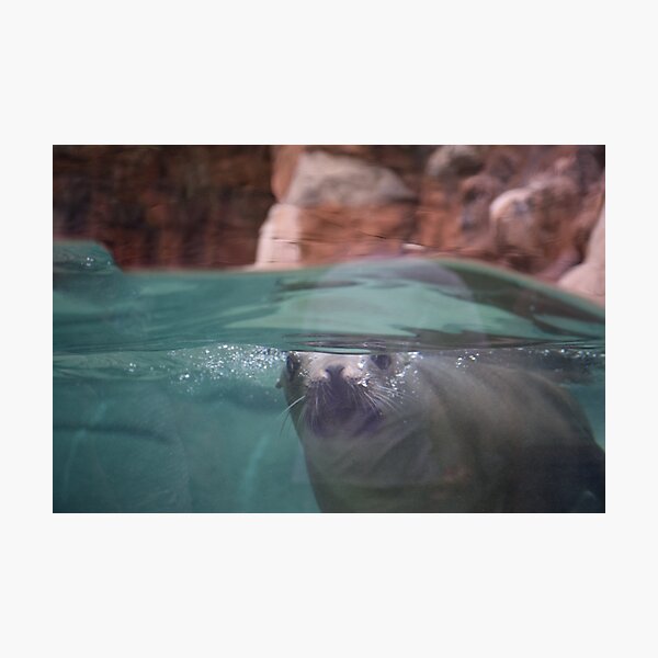 I see you Photographic Print