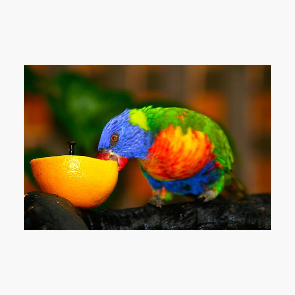 Item preview, Cairns Parrot designed and sold by dwilsoning.
