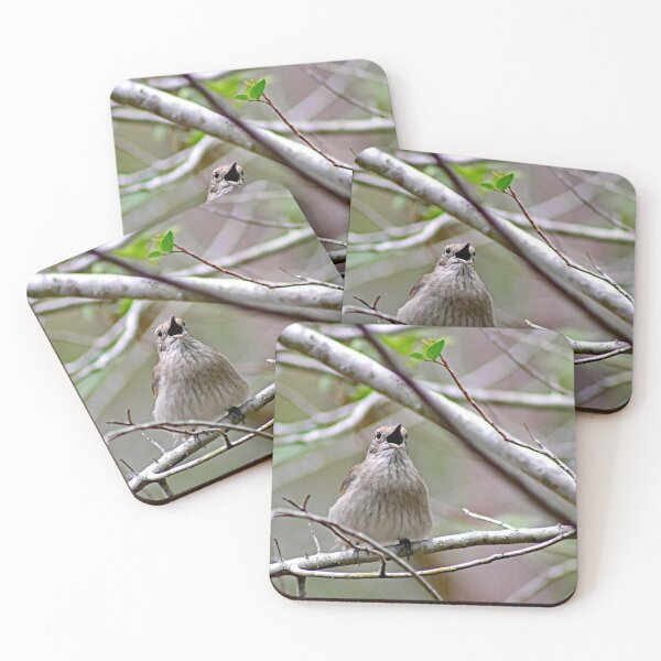 Item preview, © Grey Shrike-thrush...singing designed and sold by GeoPipics.