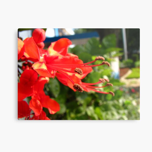 A Love-Offer Metal Print