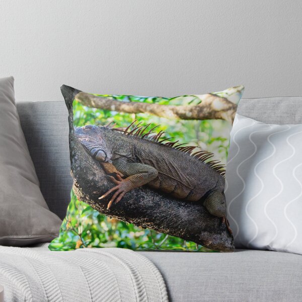 Item preview, Costa Rica - Iguana resting designed and sold by Ulysse Pixel.