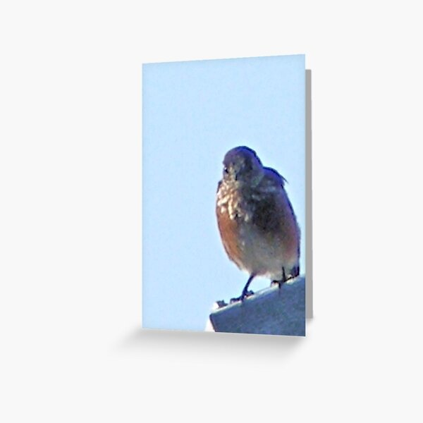 Robin on Rooftop #1b Greeting Card