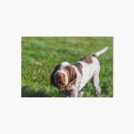 Puppy Spinone Art Board Print
