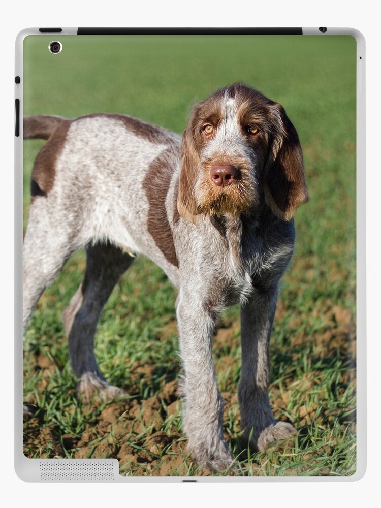 Italian cheap spinone puppy