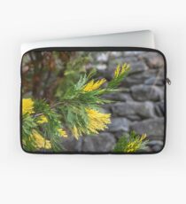 Yellow-green sprigs of Juniperus chinensis Torulosa Variegata close-up. Greece Laptop Sleeve