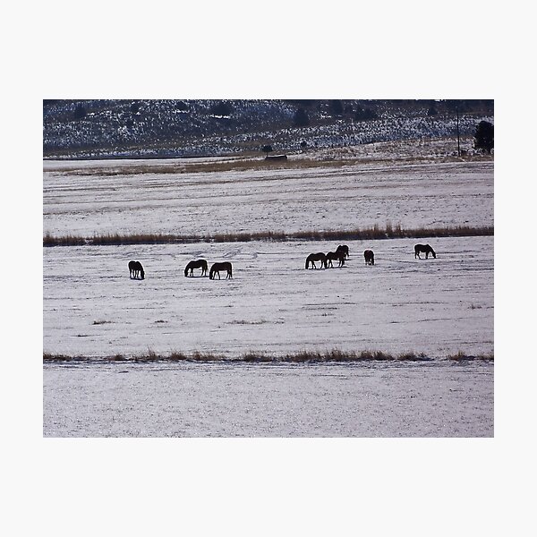 Item preview, Field Framed Horses designed and sold by Betty  Town Duncan.