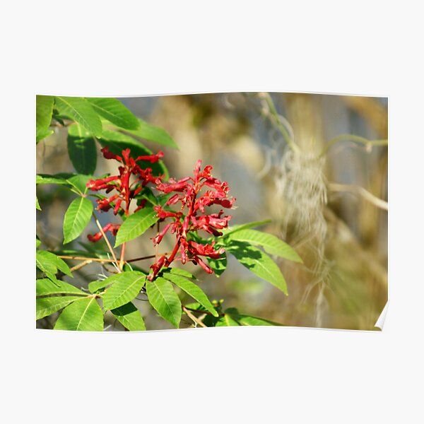 Nature's Beauty Poster