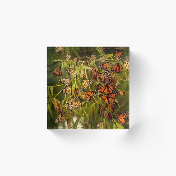 Monarch butterflies migration Acrylic Block
