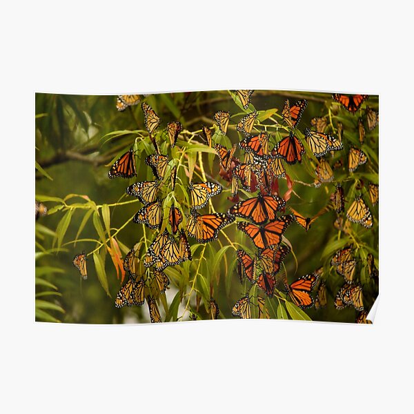 Monarch butterflies migration Poster