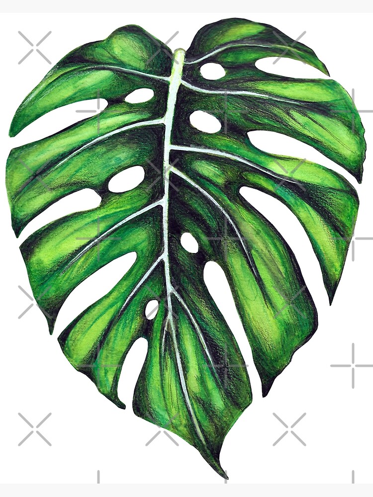 "Sketch Monstera" Photographic Print by MyArt23 Redbubble