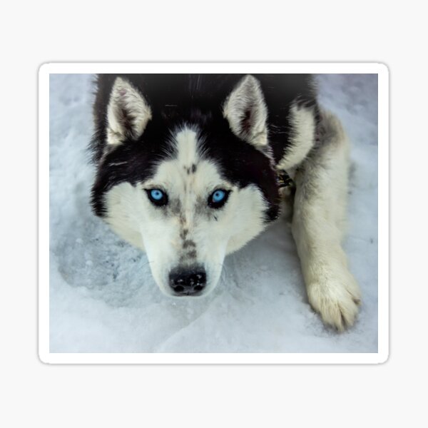 Produits Sur Le Theme Beau Husky Aux Yeux Bleus Redbubble