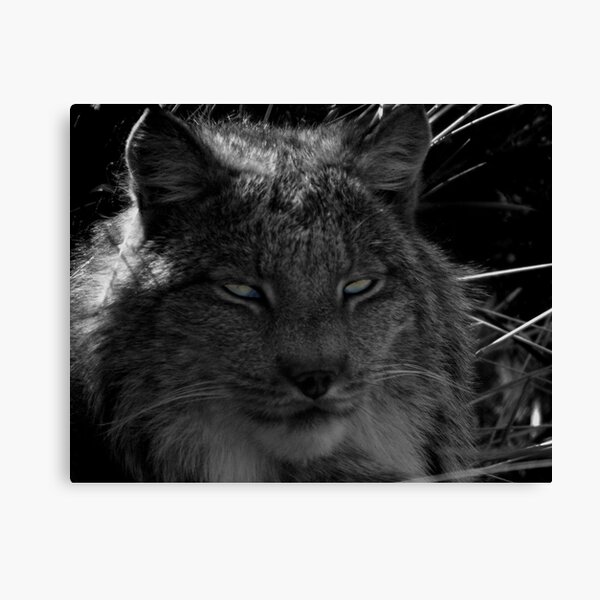 The Missing Lynx Canvas Print