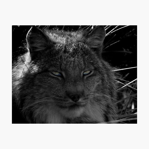 The Missing Lynx Photographic Print