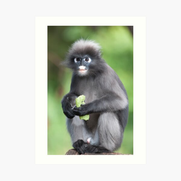 Dusky Leaf Monkey Art Print