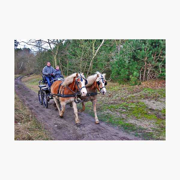 A forest ride Photographic Print