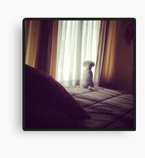 Sheldon Canvas Print