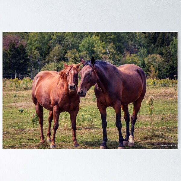 Item preview, Horses on Pereau Rd designed and sold by kenmo.