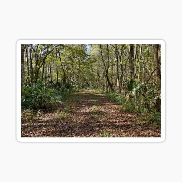 Item preview, Along A Florida Hiking Trail 2 designed and sold by jtrommer.