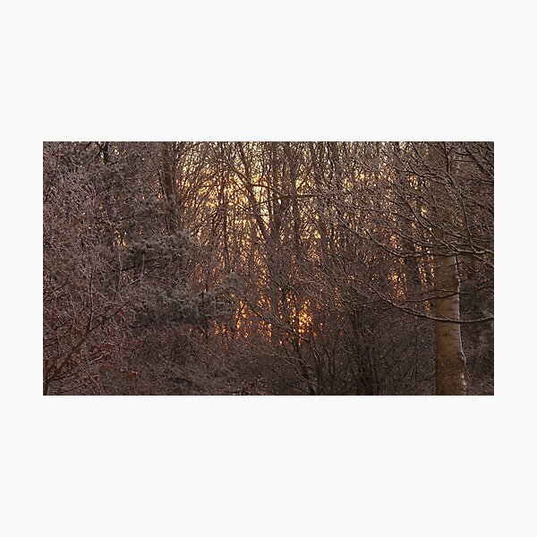 Item preview, Sunrise through snowy trees designed and sold by DutchLumix.